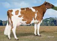 CDCB SUMMARY - MACE NM$ -131 Milk -60 92%R Fluid Merit $ -133 Fat -5-0.01% Cheese Merit $ -130 Protein -1 +0.00% Grazing Merit $ -138 SCS 3.03 88%R F Effic. Fert. Index PL -2.7 78%R Livability -3.