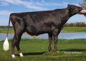Find more info on each bull at www.stgen.com 551GY01800 ZAMUEL SexedULTRA Conv. BR.- ZAMUEL DE BRASUCA FIV Reg.