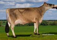 Jersey Jersey 12/18/2018 Dairy Bull - 551JE01731 Reg: - Jx Sexing JE840003132350031 Hatari BYron {4}-ET DOB: 03/22/2016 DMS: 456,246 aaa: 624 JH1F JH2F BB A2A2 551JE01678 BELLMAN Jx Sexing Avon