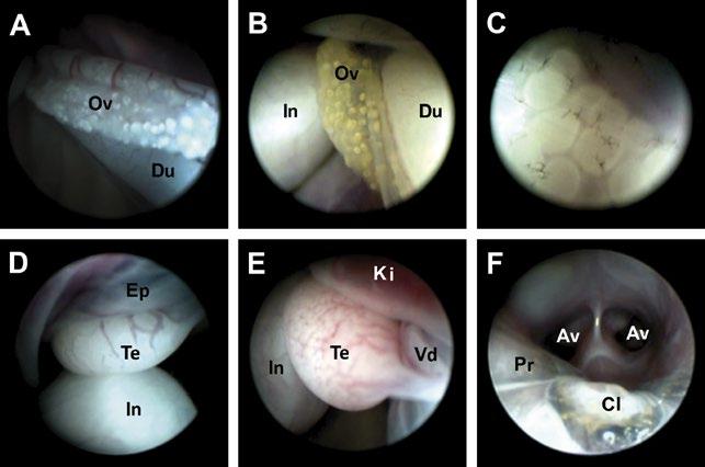 Endoscopy in turtles 93 Fig. 1. Endoscopic images of ovary (A, B, C), testicle (D, E) and clitoris (F) in pond sliders (Trachemys scripta).