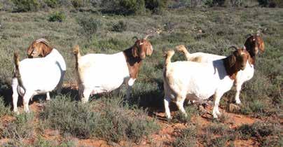 HOW TO RAISE Boer Goat kids 102 Boer Goat kids demand care and management for the first few weeks after birth.