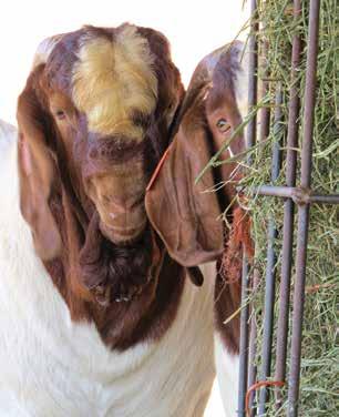Aside from sampling many things, goats are quite particular in what they actually consume, preferring to browse on the tips of woody shrubs and trees, as well as the occasional broad-leaved plant.