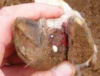 Collect the paper, pus and gloves together and bury or burn them. If possible, give an antibiotic injection to the animal when the abscess has been treated.
