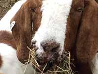 ORF Orf is an infection of the skin and mucous membranes of sheep and goats. Animals with orf have sores on or around the mouth and nose. Because of these sores, another name for orf is sore mouth.
