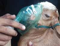 PNEUMONIA Pneumonia is a disease of the airways and lungs, affecting sheep, goats, cattle and other animals. WHAT CAUSES PNEUMONIA? Pneumonia is caused by bacteria called Pasteurella and Mannheimia.