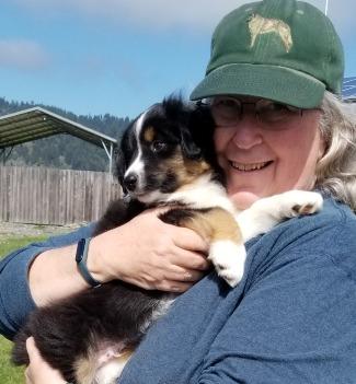 Monument Mountain, a Miniature American Shepherd puppy bred by LCKC member Beverly Chang who will co-own him with me.
