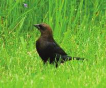 Cowbirds are black with a distinct brown head, and while they may not stand out with attractive plumage, they do have one of the most peculiar nesting behaviors of any of our birds.