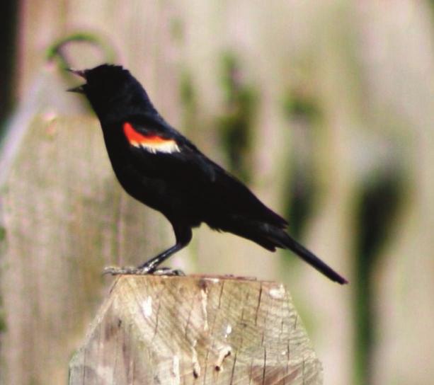 Some studies show the cowbird s behavior has little effect on the decline of parasitized bird species, while others suggest that cowbirds, along with the loss of habitat, play a large role in the