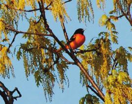 Baltimore Oriole Icterus galbula Baltimore orioles may be more familiar to your grandparents than to you.