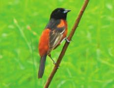 Orioles feed on insects and fruits and can sometimes be coaxed to a backyard feeder with slices of fruit, like oranges, and sugar water stations.