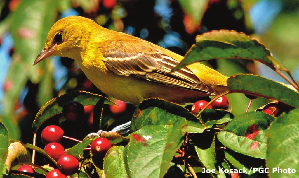 Usually only raising one brood each season, orioles migrate back south as early as July or August.