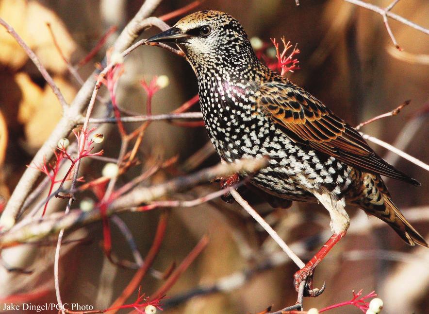 In their native Europe, starlings are not a problem at all. But when animals are introduced from one region to another, one of several things may occur.