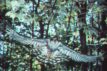 OMINECA PEACE REGIONAL HABITAT GUIDELINES: PROCEDURES TO FOLLOW UPON ENCOUNTERING AN INTERIOR NORTHERN GOSHAWK NEST SCOPE OF DOCUMENT These guidelines apply to any (interior) Northern Goshawk nest