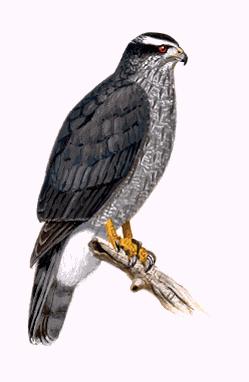 BIRD IDENTIFICATION Adult goshawks (see below, left) are a large bird (up to 61 cm. total length for females, 55 for males, females weighing up to 1.36 kg.