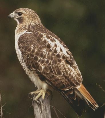 Red-Tailed Hawk Red-Tailed Hawk Juvenile goshawks later in summer give a monotonous, repetitive, high-pitched begging call, which can often lead you to the vicinity of their nest (near the center of
