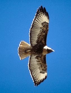 As mentioned above, goshawks are one of our most aggressive hawks, and can sometimes be separated from more placid (if noisy) species such as red-tailed hawks, on the basis of their behavior alone.