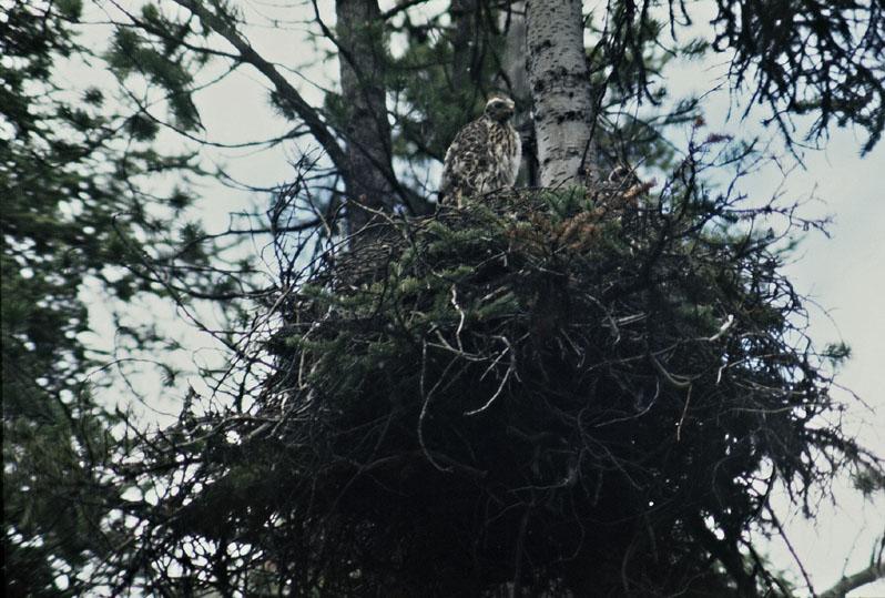 Goshawk nest, Shilsky Lake, Y.T.