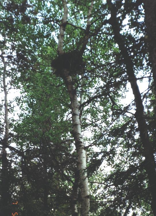 Bald eagle nests (below left) tend to be MUCH larger structures, built in a significant branching crotch structure near the top of a VERY large cottonwood, aspen or Douglas fir tree, almost always