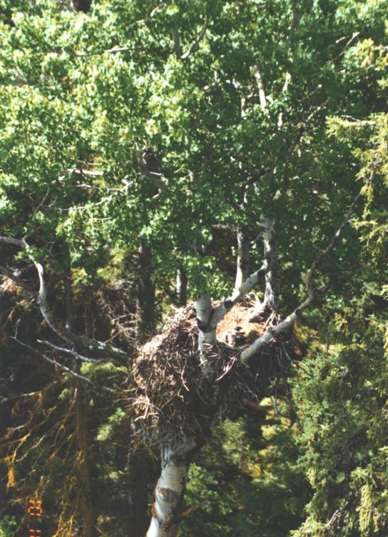 Bald Eagle nest, FSJames FD, 1996 Osprey nest, Fraser Lake, 1997 Raven nests, when built in a tree, tend to be looser twig structures, often in a less dominant tree, in a more open situation than