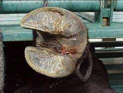 oot Rot Foot rot is a hoof infection that is commonly found in cattle, sheep and
