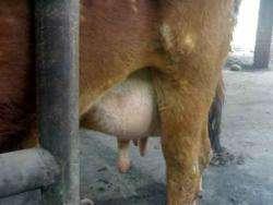 astitis Mastitis is a common infection in cows. When a cow gets mastitis the tissue and the milk will change.