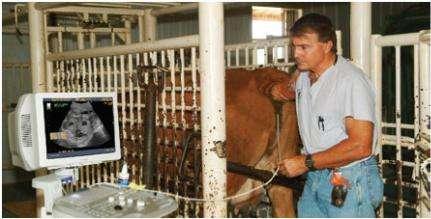 ltrasound Dairy farmers especially, have been quick to grasp the