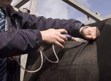 accination Vaccinations are extremely important as they prevent many diseases in cattle.