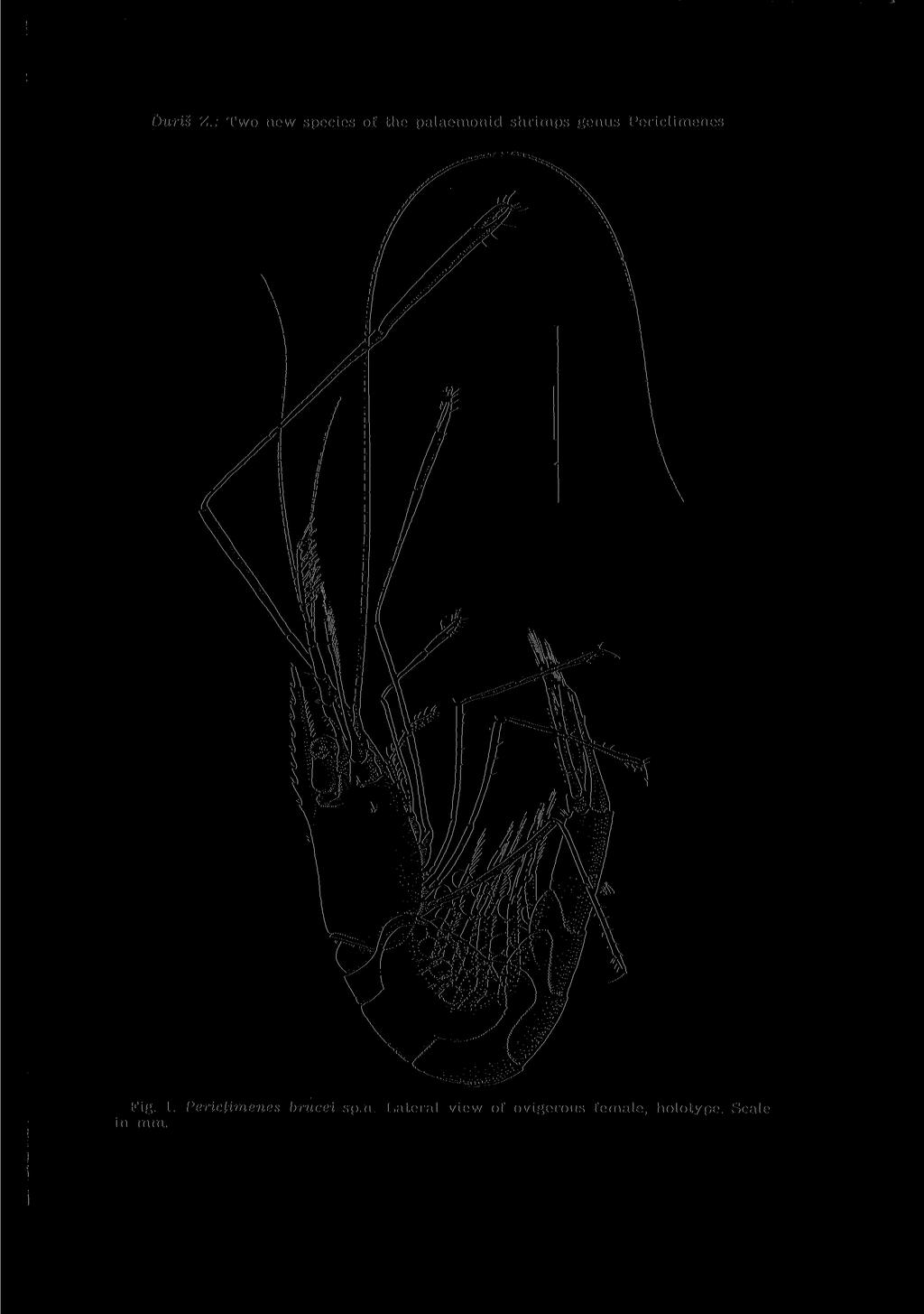 Duris Z.: Two new species of the palaemonid shrimps genus Periclimenes Fig. 1.
