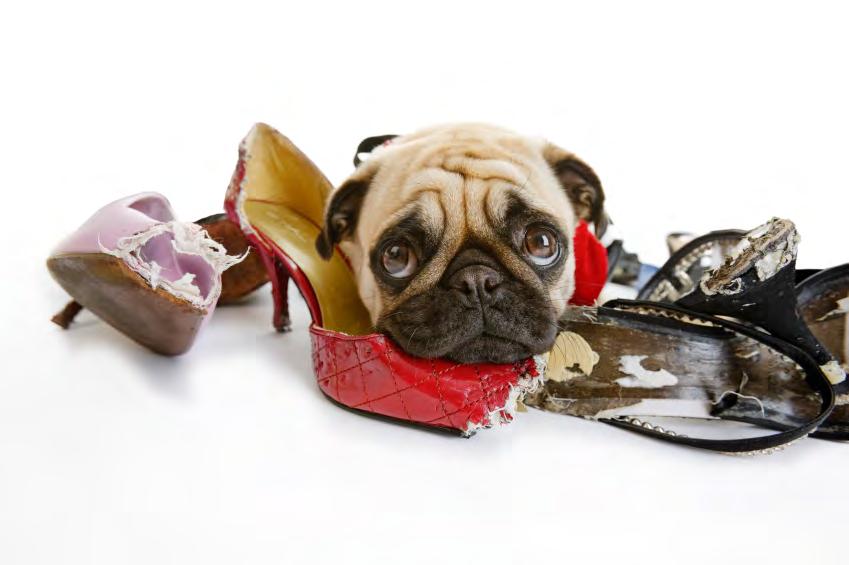 Pet Proofing your Home Prevention is better than cure, so make sure your home is safe.