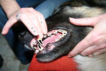 Checking your Pet s Health Before a medical problem arises, it is a good idea to practice taking a pet s pulse, doing circulation checks and checking the colour inside the mouth.