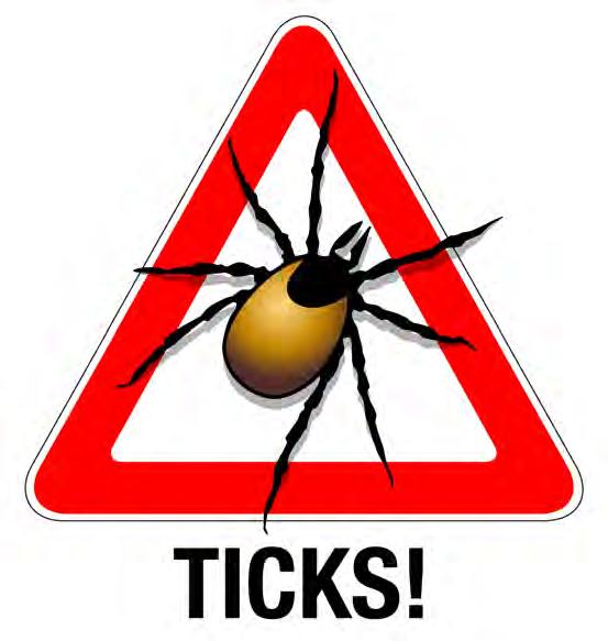 Ticks A tick is different from a sting, as the live tick stays on the body and sucks blood out, and can pass on infection.