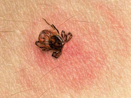 Ticks are an easy host of many diseases that can be passed to dogs. Lyme disease is the most common disease that can be passed to your dog, but also to you.