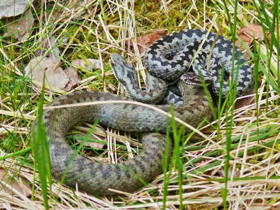 organisatio Snake Bites Firstly, in the UK there is only really one snake that will cause problems: the Adder. However, there are more in Europe.