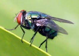 Fly Strike Fly strike is a dangerous condition where a fly lays its eggs on the animal and these turn in to maggots, which then feed on the animal.