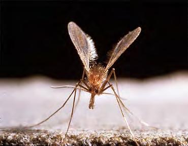 Sand-flies and Leishmania (not in UK) The sand-fly is not a problem in the UK, but is a problem in some Mediterranean countries, and is a particular problem in countries like Malta, Greece, Italy,
