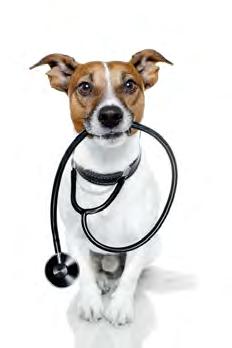 Lesson Schedule and Contents This course covers the primary care skills and other injuries and illnesses that you could come across when owning a pet.