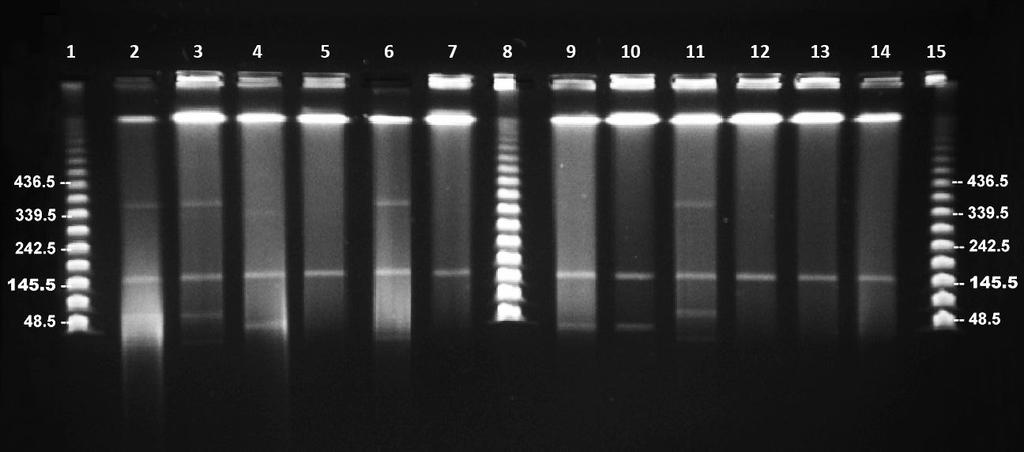 Figure 2.2 PFGE of S1-nuclease digested plasmid DNA showing the presence of a 150-160 kb megaplasmids.