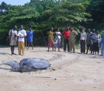 The release of the sea turtles is the result of a partnership being built between the local administration, the fishermen, eco guards and organizations such as WWF within the framework of a sea