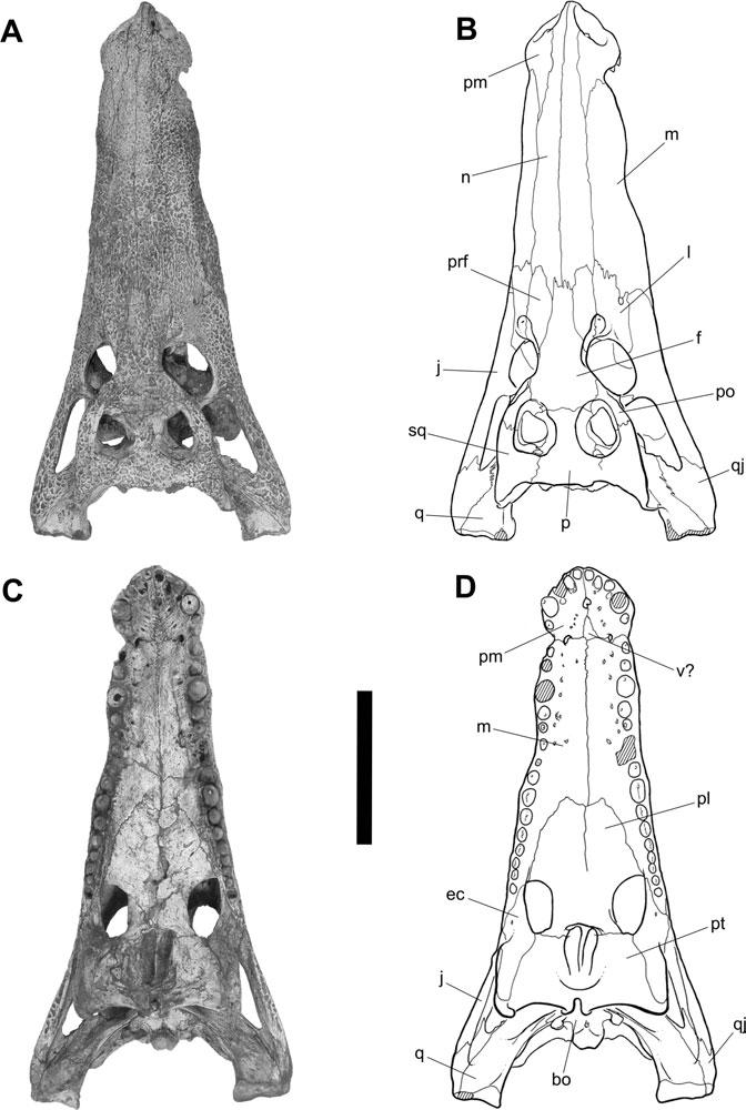 HAMADASUCHUS REBOULI 535 Figure 1. Cranium of Hamadasuchus rebouli (ROM 52620). A, dorsal and C, ventral view.