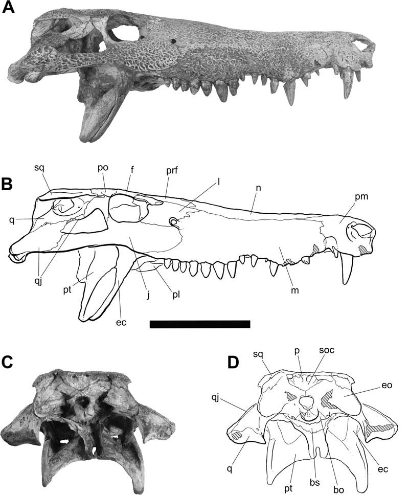 536 H. C. E. LARSSON and H.-D. SUES Figure 2. Cranium of Hamadasuchus rebouli (ROM 52620).