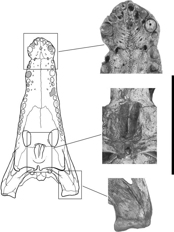 538 H. C. E. LARSSON and H.-D. SUES Figure 4. Details of the cranium of Hamadasuchus rebouli (ROM 52620). Scale bar = 10 cm. anterior third of the internarial bar.
