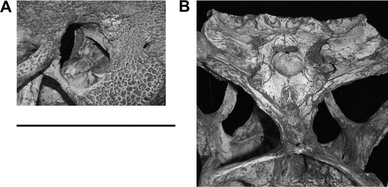 HAMADASUCHUS REBOULI 539 Figure 5. Details of the cranium of Hamadasuchus rebouli (ROM 52620). A, right posterodorsolateral view into orbit showing prefrontal pillar.