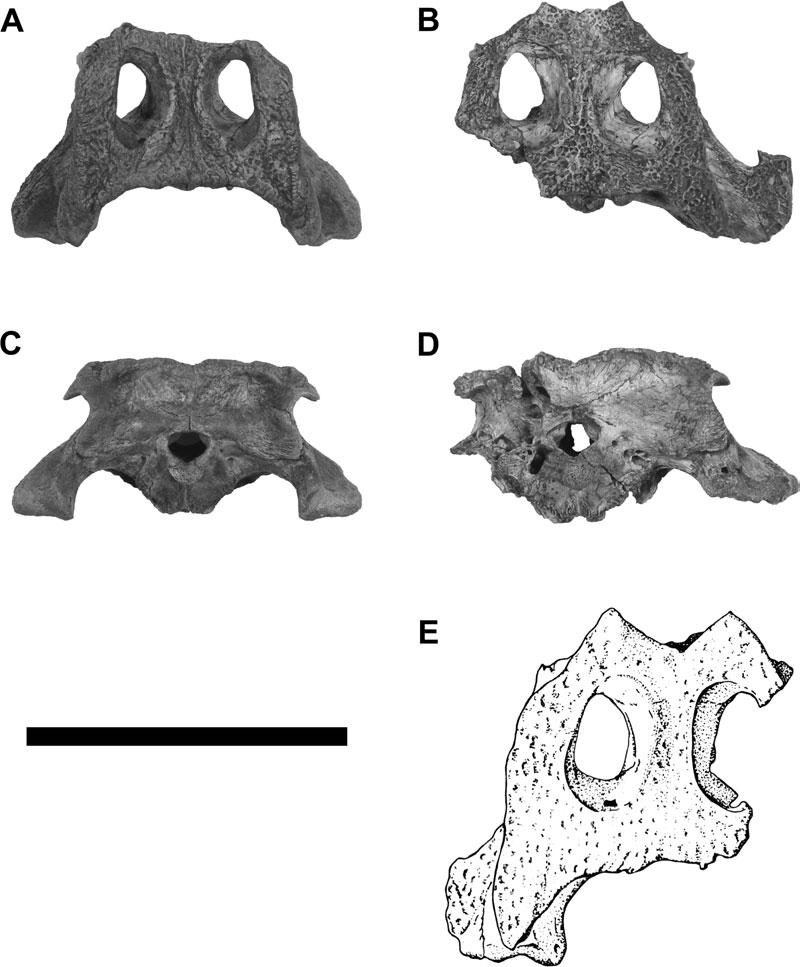 540 H. C. E. LARSSON and H.-D. SUES Figure 7. Partial juvenile crania of Hamadasuchus rebouli. A and C, dorsal and occipital views of ROM 52059.