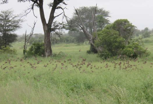 The children missed experiencing a birding phenomenon that we saw on the Satara-Orpen road: swarms of Red-billed Queleas (the locust