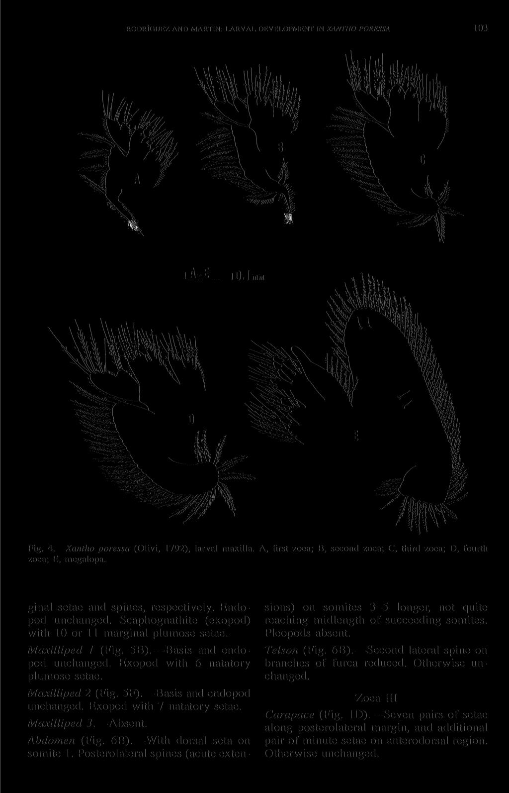 RODRfGUEZ AND MARTIN: LARVAL DEVELOPMENT IN XANTHO PORESSA 103 LAJ ^0.1 Fig. 4. Xantho poressa (Olivi, 1792), larval maxilla. A, first zoea; B, second zoea; C, third zoea; D, fourth zoea; E, megalopa.