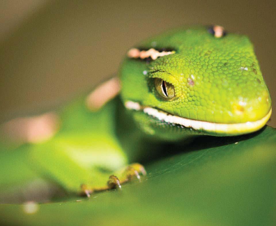 Juvenile green gecko Jade, posing for a photo,
