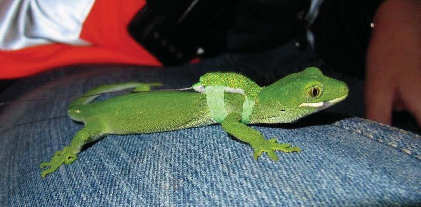 Plate 3. Auckland green gecko wearing the original harness design using non-adhesive green bandage material.