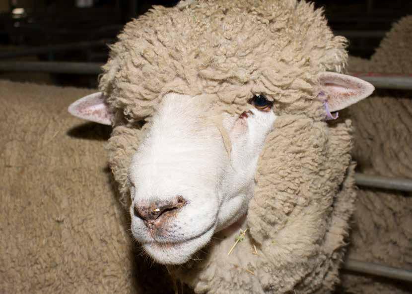 2018 Sheep Schedule The ActewAGL Royal Canberra