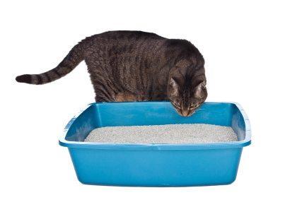 Litter box set up: Large, open box In an open, accessible area with multiple escape