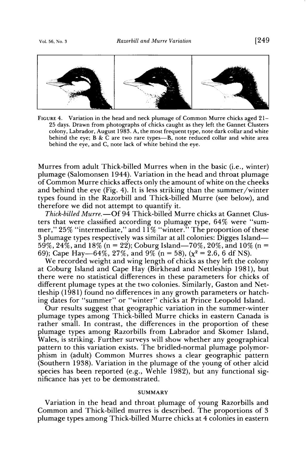 Vol. 56, o. Razorbill and Murre Variation [249 F Ct RE 4. Variation in the head and neck plumage of Common Murre chicks aged 21-25 days.